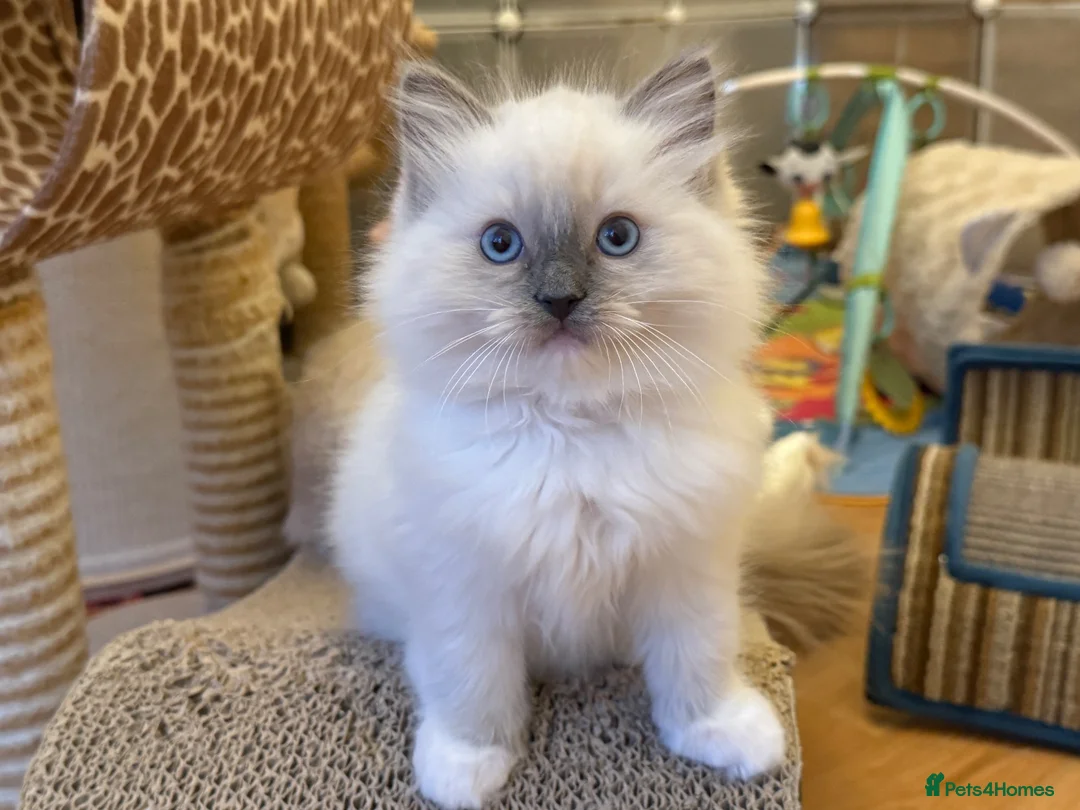 Ragdoll cats for sale: GCCF Registered Ragdoll  - Advert 1