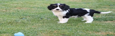 Cockapoo 6