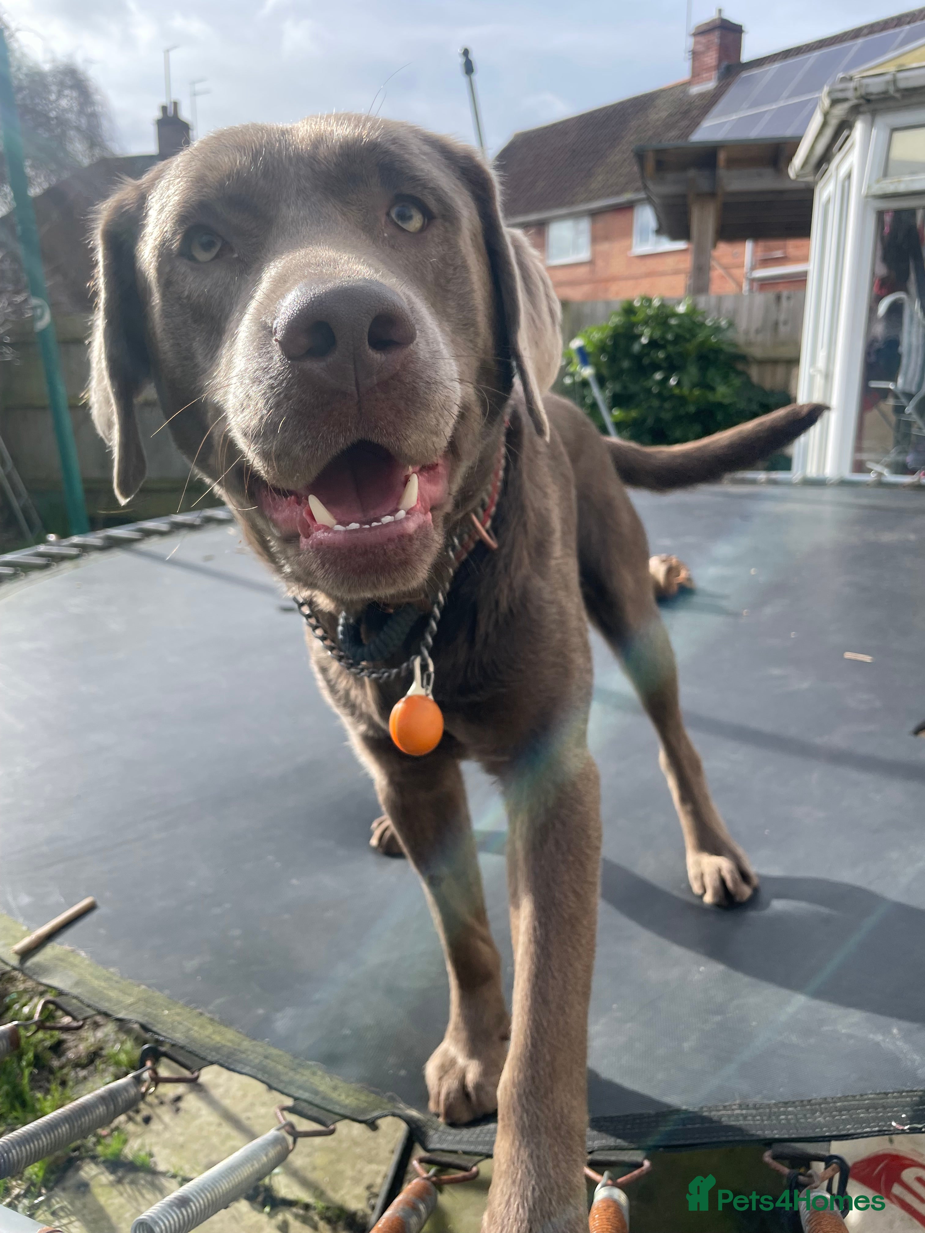 Labrador Retriever dogs Stud Silver Labrador - Advert 1