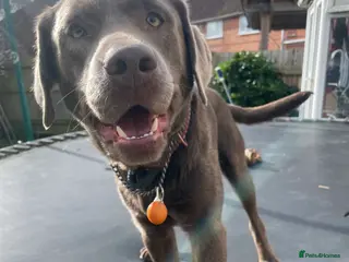 Labrador Retriever dogs Stud Silver Labrador - Advert 1