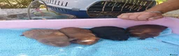 Guinea Pig rodents for sale: Baby guinea pigs - Advert 4