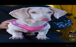 Miniature Dachshund dogs for sale: Puppy's all carrying pink - Image 5