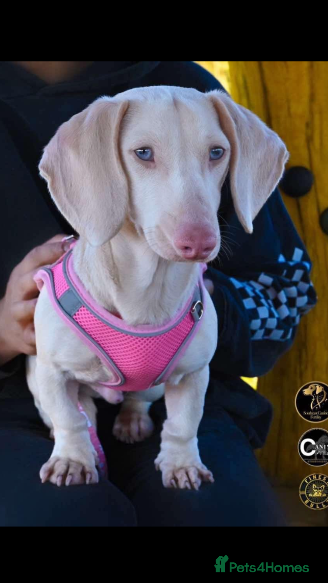 Miniature Dachshund dogs for sale: Puppy's all carrying pink - Image 5
