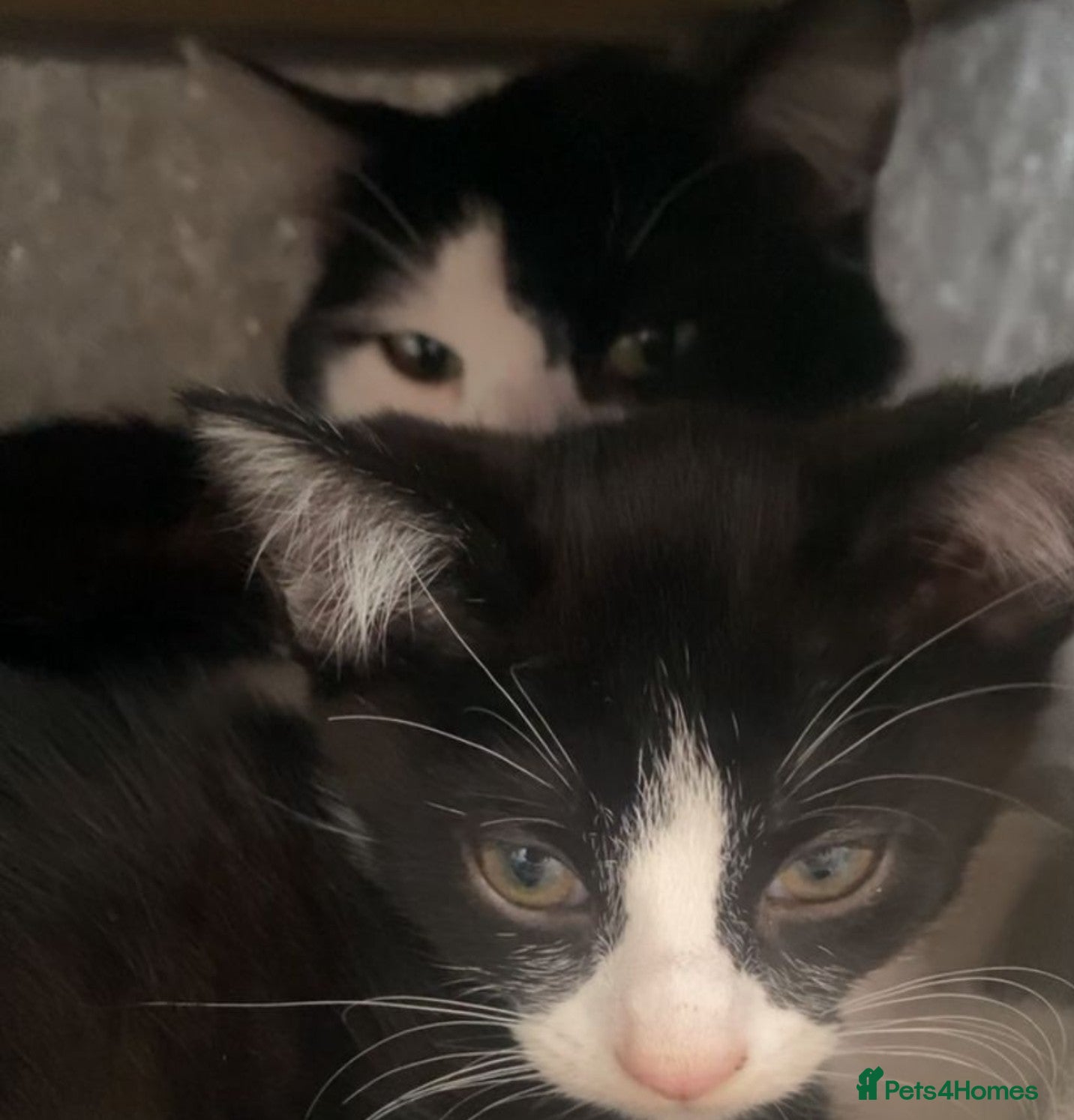 Mixed Breed cats for sale: 12 week old Female Kitten ready to go ASAP.  - Advert 4