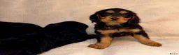 Cocker Spaniel dogs for sale: Cocker Spaniel Puppies - Advert 12