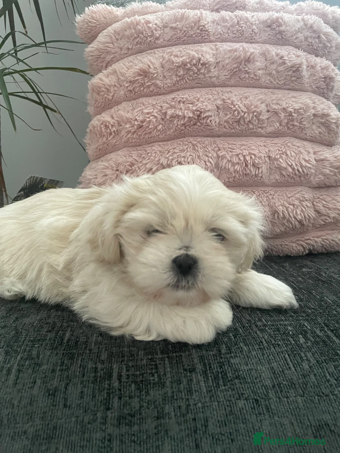 Shih Tzu dogs for sale: Cream Shih Tzu Boy For Sale - Advert 2