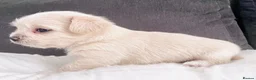 Maltipoo dogs for sale: Beautiful Maltipoo Puppies for sale. - Advert 6