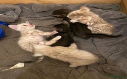 Bengal cats for sale: 🔥✨ Pedigree TICA-Registered Bengal Kittens - Image 31
