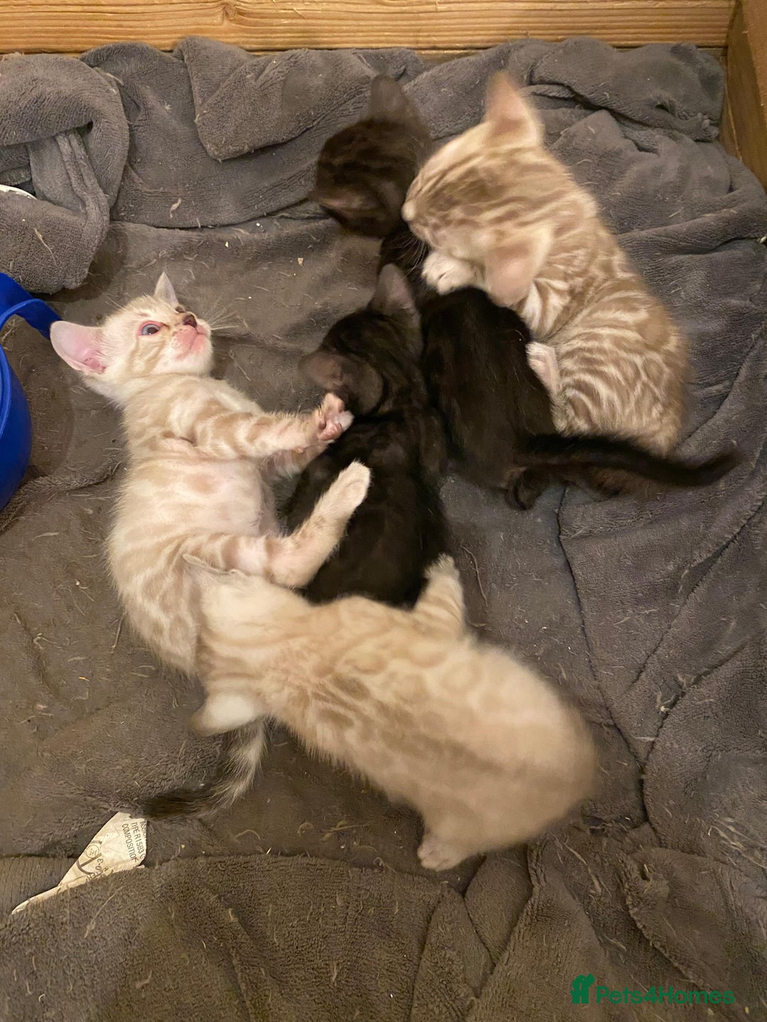 Bengal cats for sale: 🔥✨ Pedigree TICA-Registered Bengal Kittens - Image 31