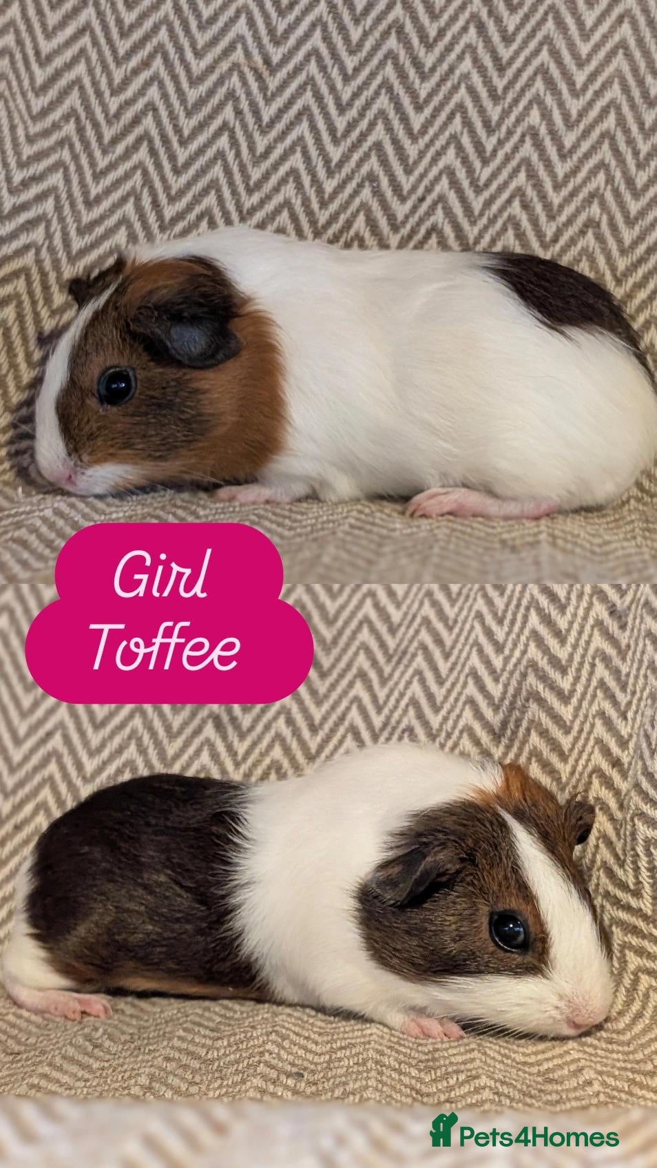 Guinea Pig rodents Guinea pig babies  - Advert 1