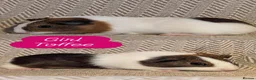 Guinea Pig rodents for sale: Guinea pig babies  - Advert 1