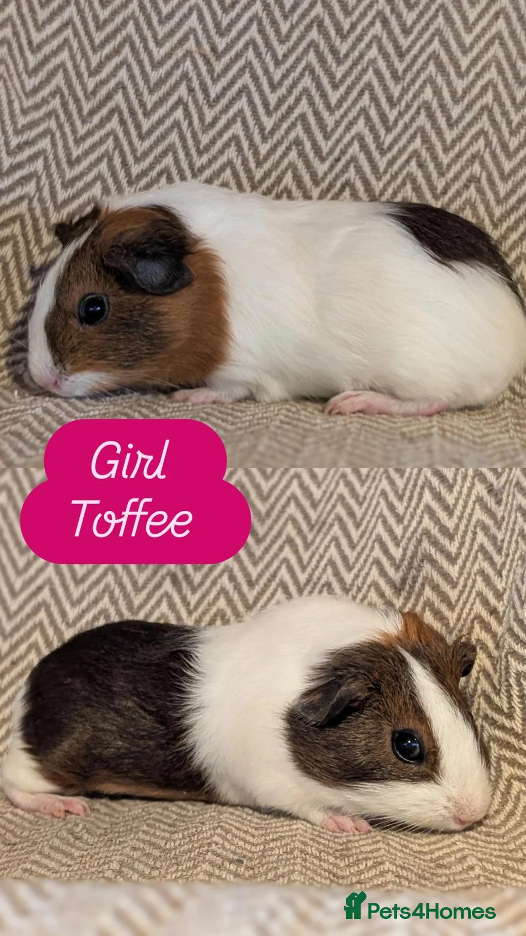 Guinea Pig rodents for sale: Guinea pig babies  - Advert 1