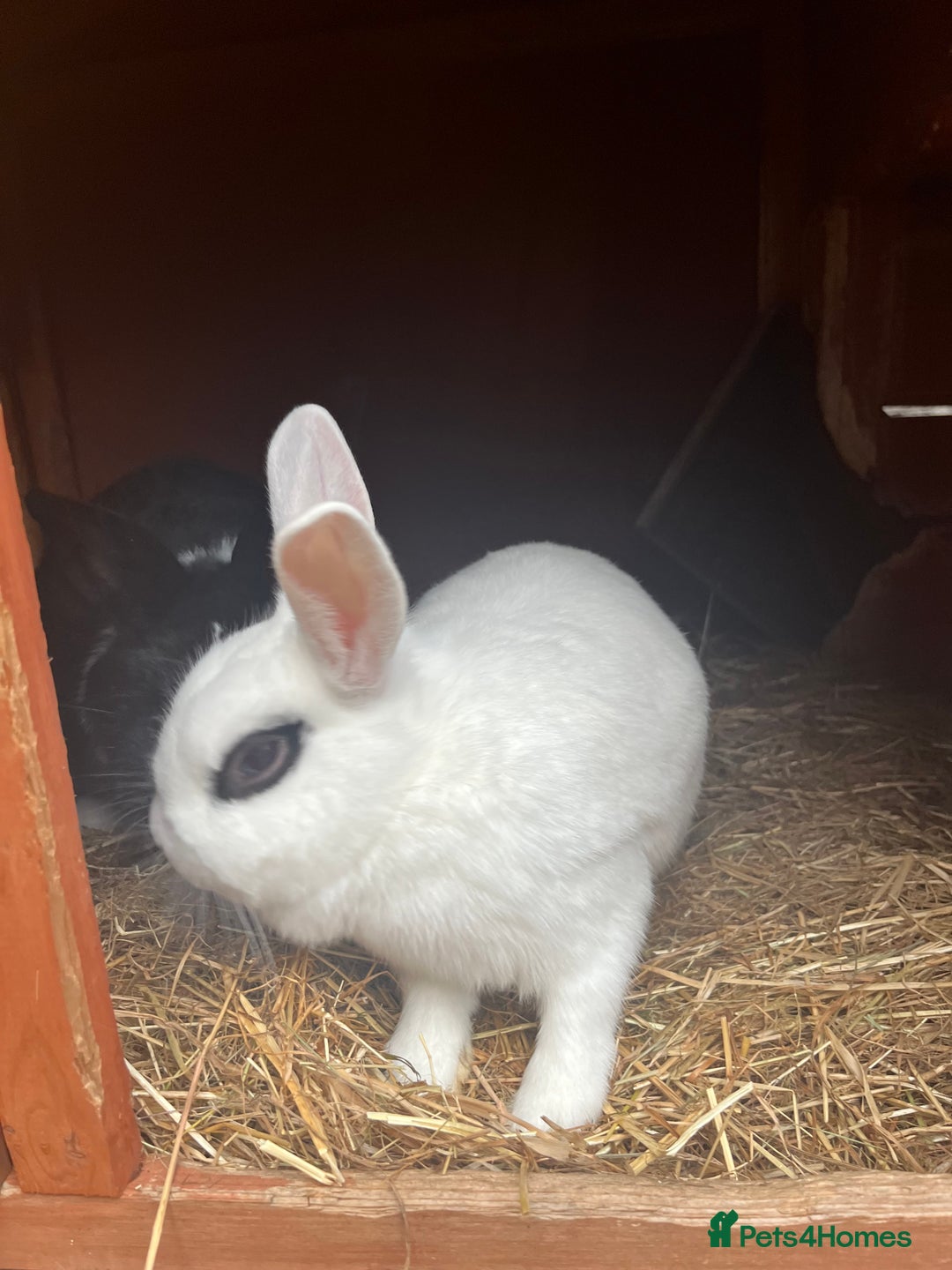 Mixed Breed rabbits for sale: Rabbit bond for sale - Advert 2
