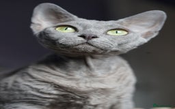 Devon Rex cats for sale: 💙 Devon Rex Female Kitten Available 💙 - Image 30