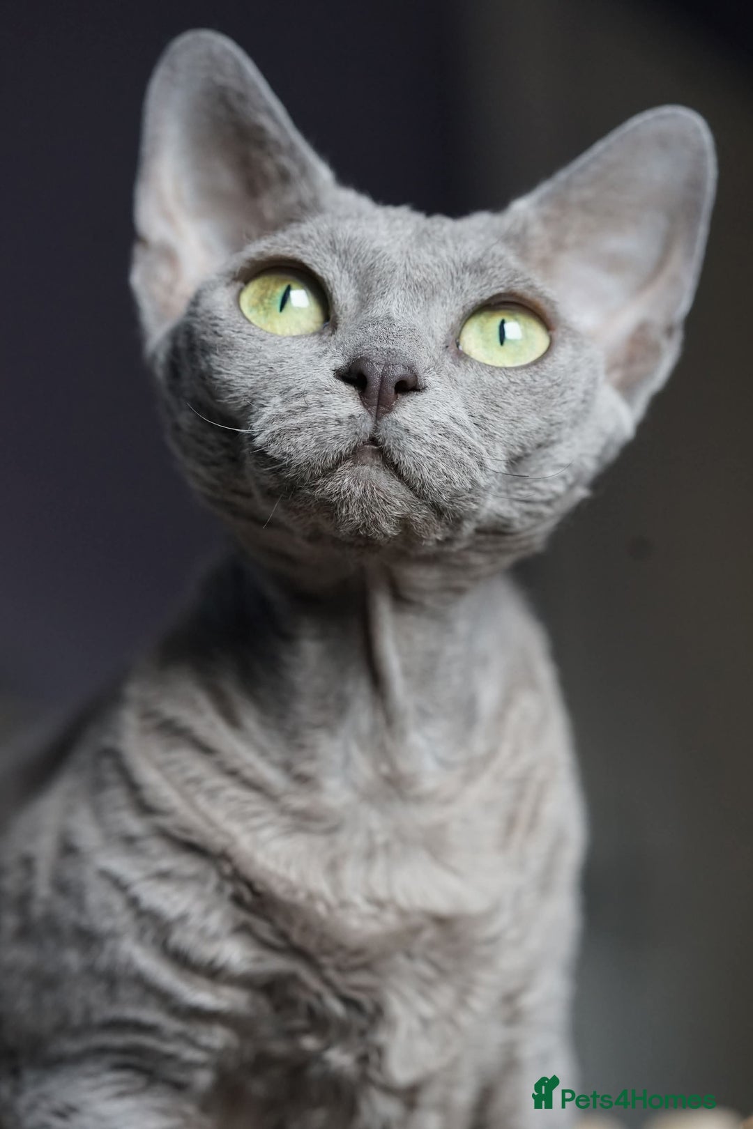 Devon Rex cats for sale: 💙 Devon Rex Female Kitten Available 💙 - Image 30
