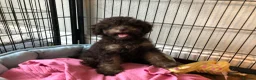 Toy Poodle dogs for sale: Adorable Toy Poodle Girl - Advert 2