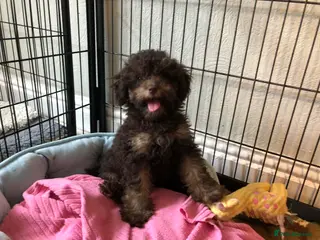 Toy Poodle dogs Chocolate Toy Poodles - Advert 10