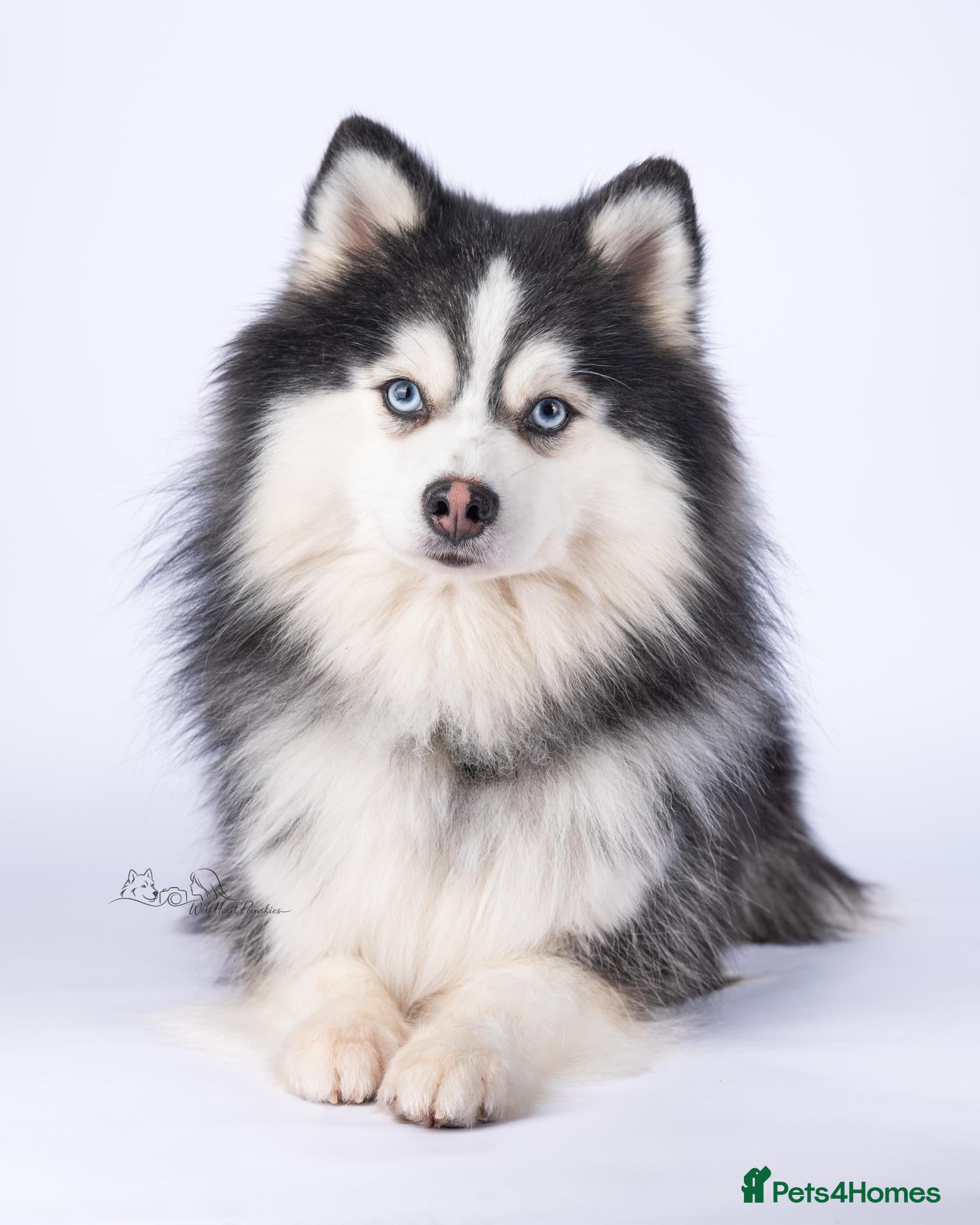 Pomsky dogs for stud: F3 6.8kg Pomsky Stud silver/white, health tested  - Advert 3