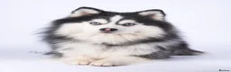 Pomsky dogs for stud: F3 6.8kg Pomsky Stud silver/white, health tested  - Advert 1