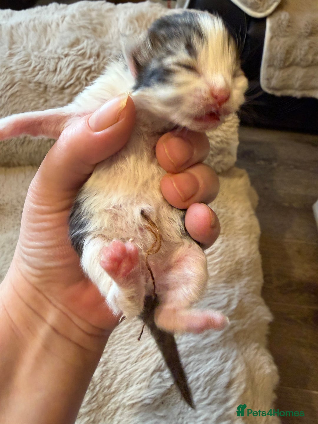 Exotic cats for sale: Beautiful exotic Persian babies - Advert 13