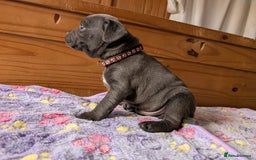 Staffordshire Bull Terrier dogs for sale: Beautiful Kennel registered blue staffie for sale  - Image 8