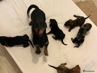 Miniature Dachshund dogs Miniature dachshunds - Advert 1