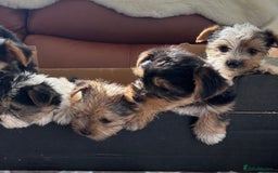 Mixed Breed dogs for sale: Yorkshire terrier/Jack Russell - Image 11