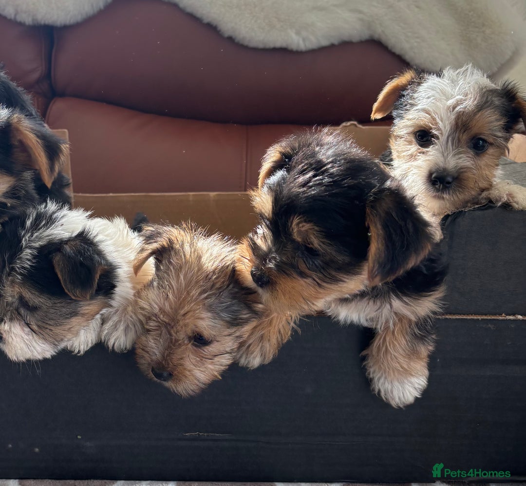 Mixed Breed dogs for sale: Yorkshire terrier/Jack Russell - Image 11
