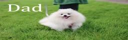 Pomeranian dogs for sale: KC registered pomeranian puppies - 4 girls  - Advert 8