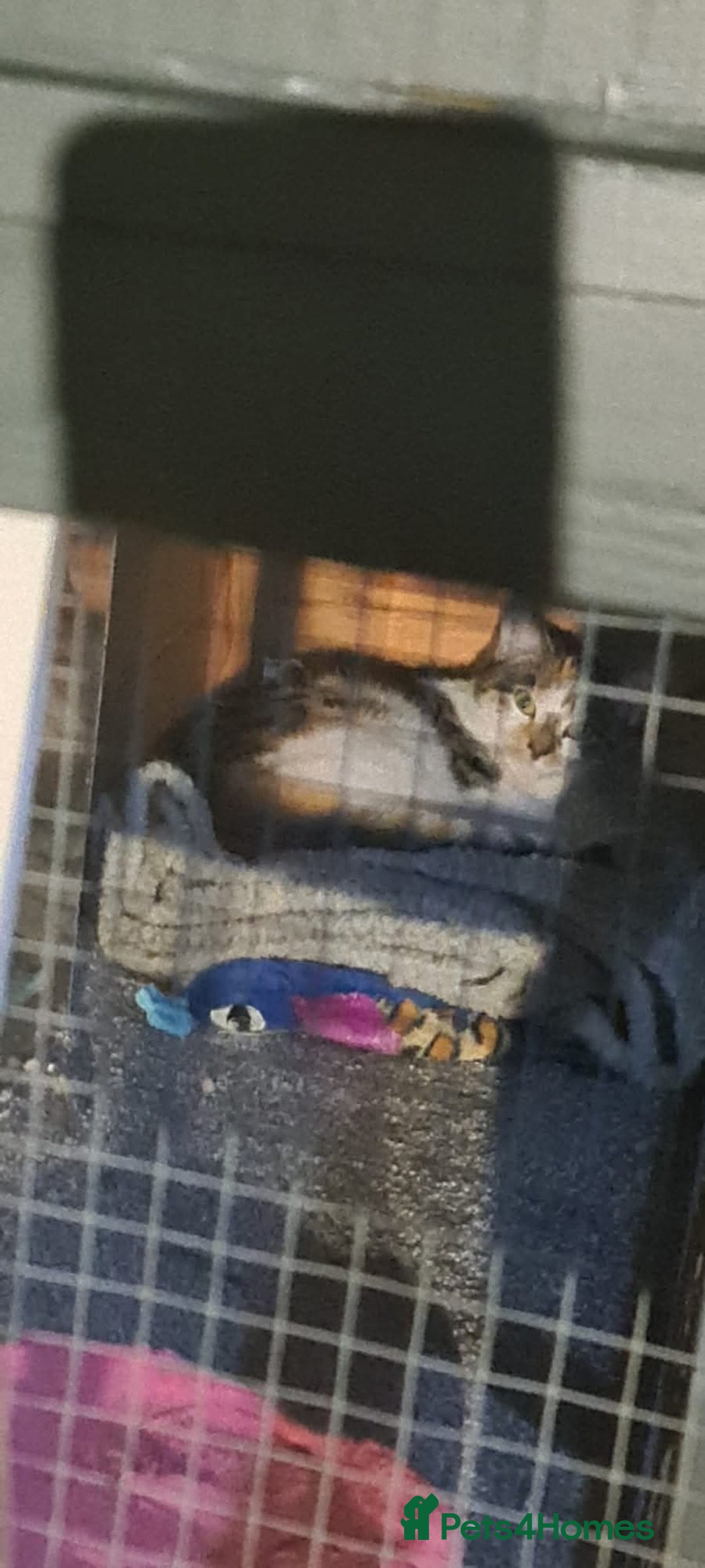 Mixed Breed cats for sale: Tabby girl Luna  - Advert 2