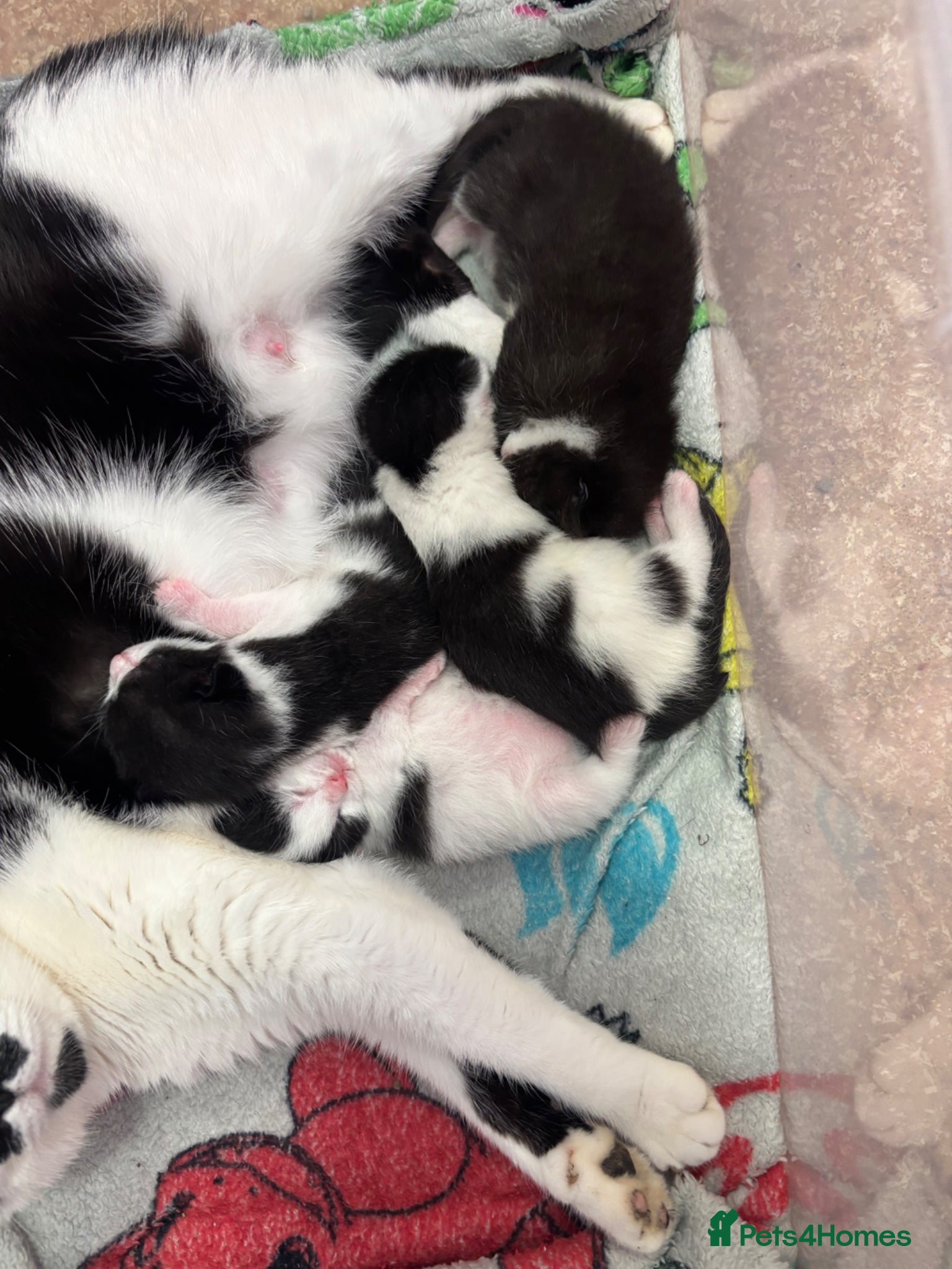 Brazilian Shorthair cats 4 beautiful kittens for sale - Advert 1