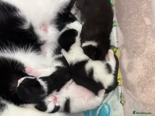 Brazilian Shorthair cats 4 beautiful kittens for sale - Advert 1