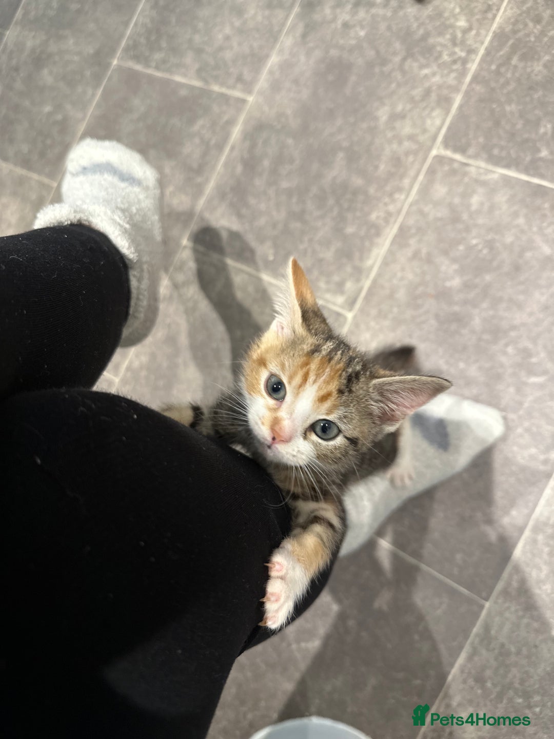 Domestic Shorthair cats for sale: Kittens - Image 14
