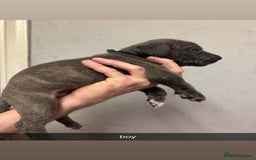 Cane Corso dogs for sale: 12 beautiful Blue cane corso pups - Image 1