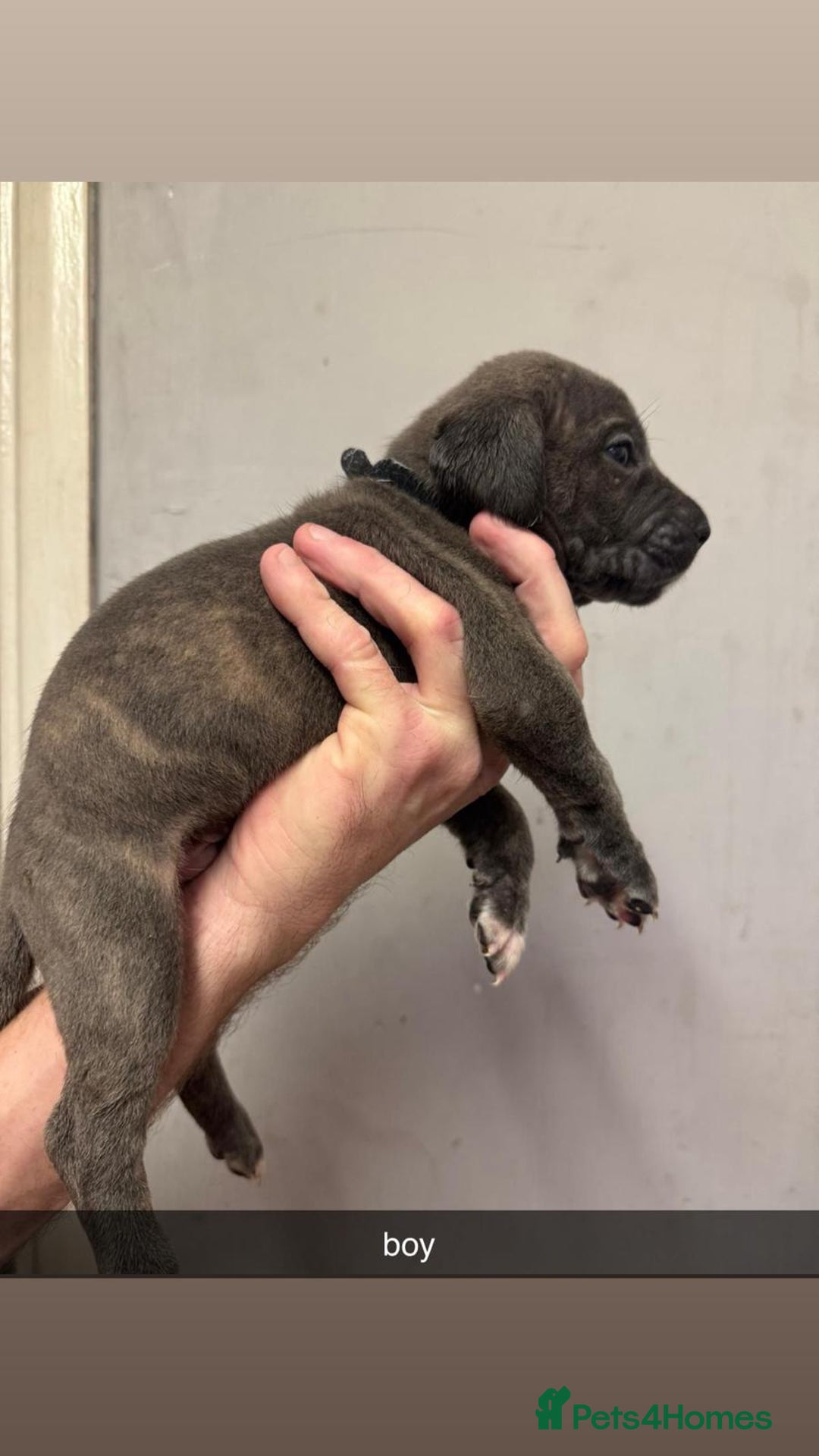 Cane Corso dogs for sale: 12 beautiful Blue cane corso pups - Image 1