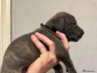 Cane Corso dogs - Advert 5