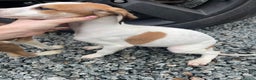 Mixed Breed dogs for sale: Pure saluki-greyhound puppies  - Advert 4