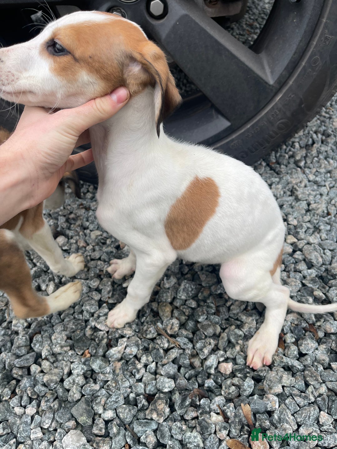 Mixed Breed dogs for sale: Pure saluki-greyhound puppies  - Advert 4