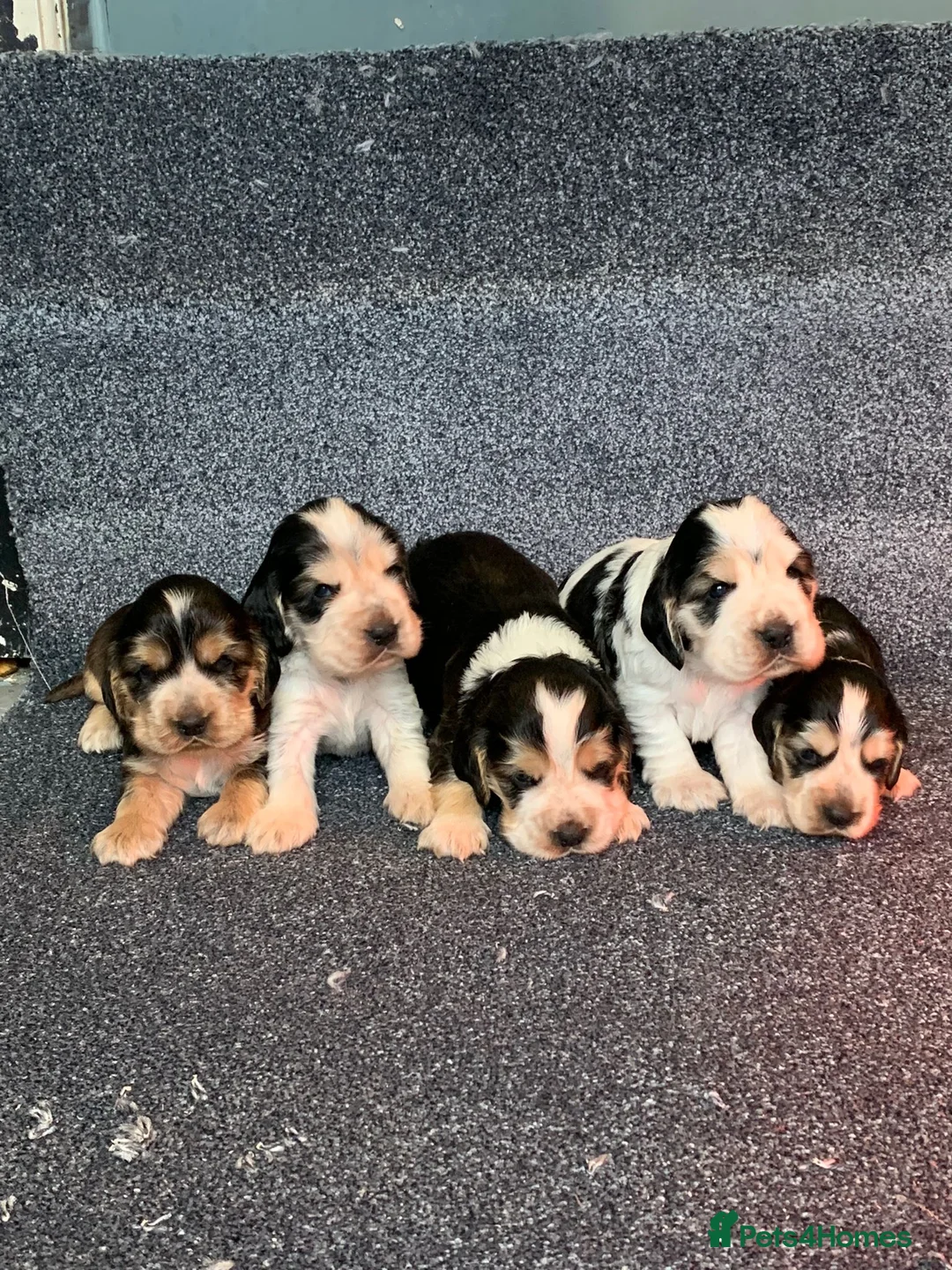 Cocker Spaniel dogs for stud: KC Sable Show Cocker STUD champ lines in Sandbach - Advert 9