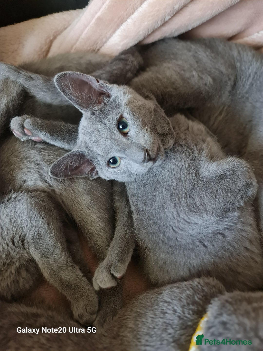Russian Blue cats for sale: Stunning Russian Blue kittens-pure Pedigree - Advert 10