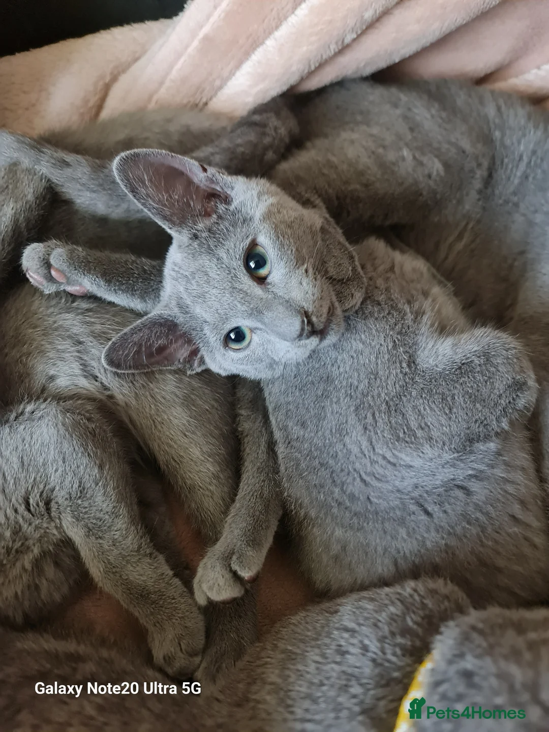 Russian Blue cats for sale: Stunning Russian Blue kittens-pure Pedigree - Advert 14