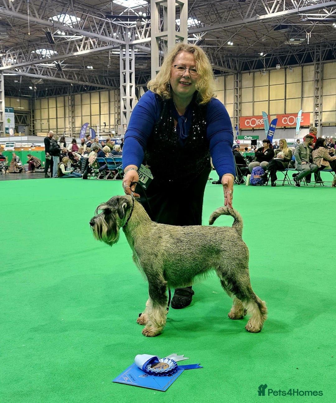 Schnauzer dogs for sale: Kennel Club registered puppies  - Advert 9