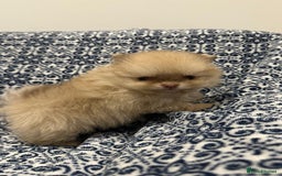 Pomeranian dogs for sale: Stunning littler of KC Pom puppies - Advert 16