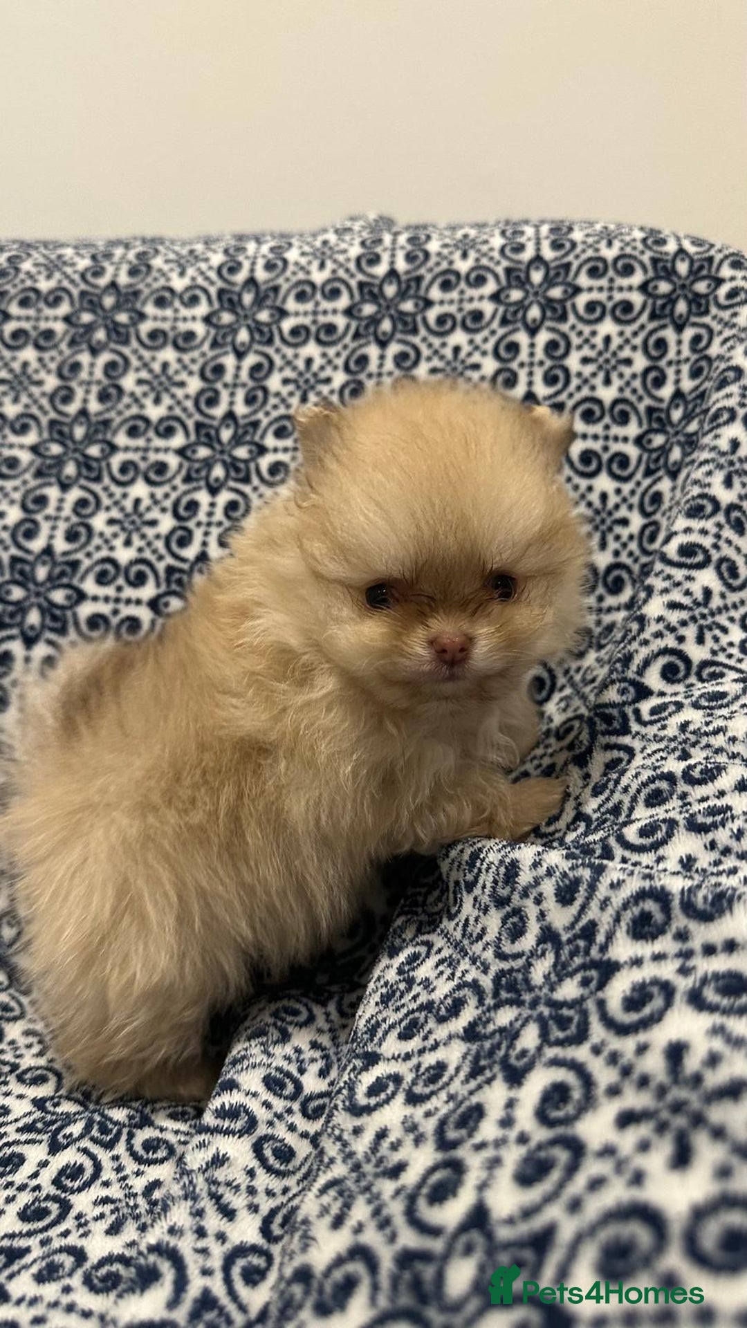 Pomeranian dogs for sale: Stunning littler of KC Pom puppies - Advert 16