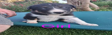 Border Collie 5