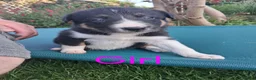 Border Collie dogs for sale: Stunning Collie puppies from working parents in Belper - Advert 3