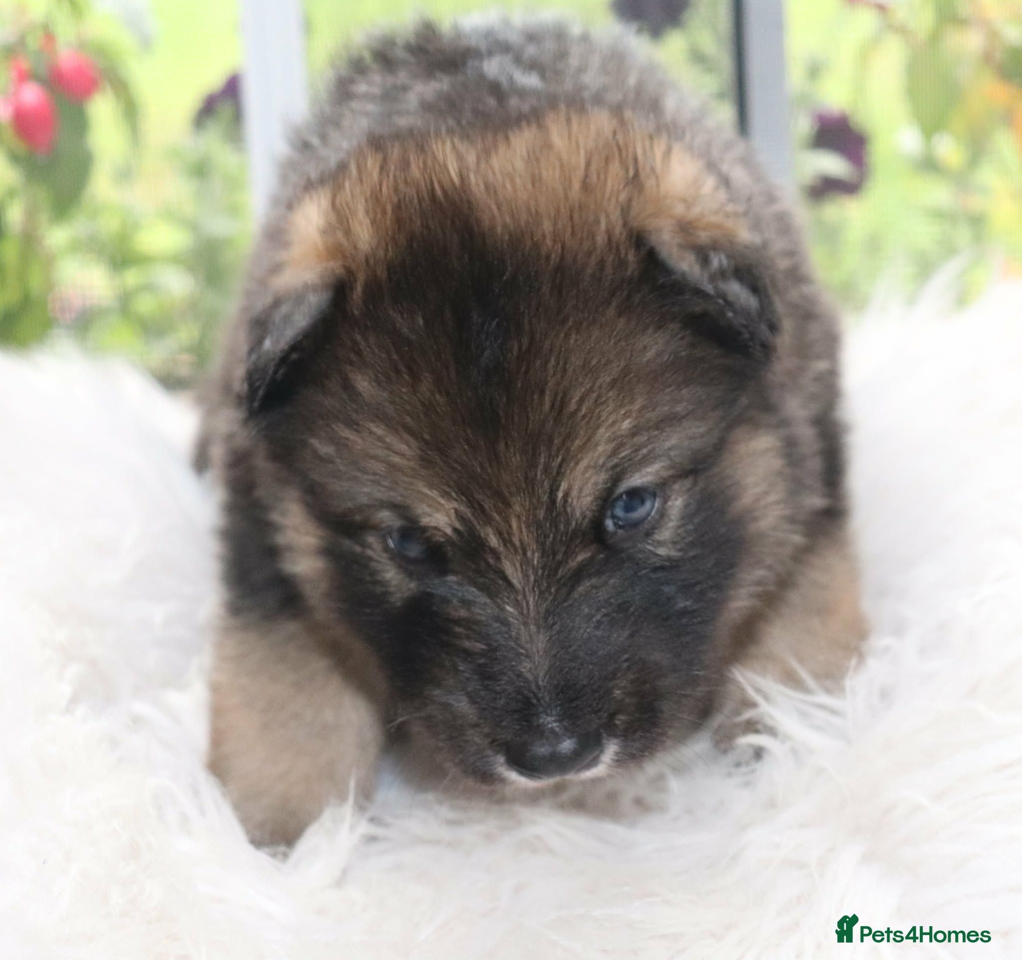 Northern Inuit dogs Beautiful Timber Dog Puppies - Advert 13