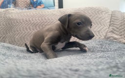 Italian Greyhound dogs for sale: ItalianGreyhound Puppies Ready4Their Forever Homes - Image 15