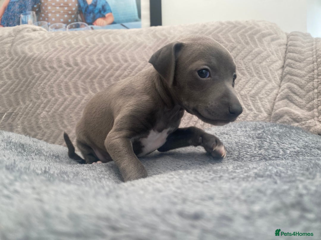 Italian Greyhound dogs for sale: ItalianGreyhound Puppies Ready4Their Forever Homes - Image 15