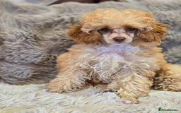 Toy Poodle dogs for sale: KC Reg stunning tiny Choc Apricot Girl Toy Poodle - Image 4